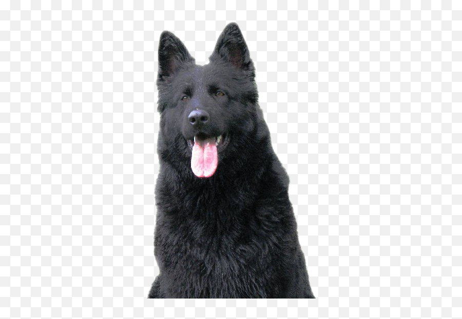 Black German Shepherd Png Image - Black German Shepherd Nz Emoji,German Shepherd Dog Barking Emoticon