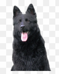 Black German Shepherd Png Image - Black German Shepherd Nz Emoji,German Shepherd Dog Barking Emoticon
