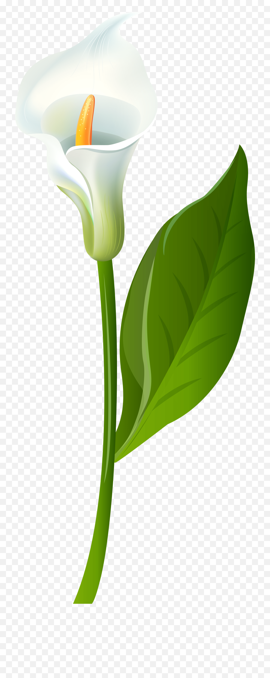 Green Calla Lilies Png Transparent Png - Lovely Emoji,Lily Flower Emoji