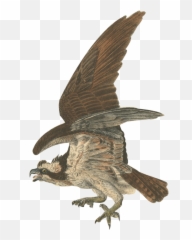 Ae Gif Quiz U2013 Page 5 U2013 Motion Graphics With Tom U0026 Jerry - Eagle Emoji,Emoji Quiz 2
