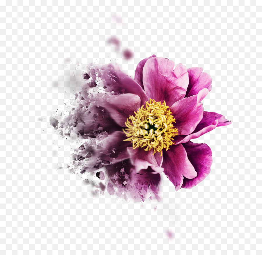 Our Work With Charities And Not - Forprofits Emoji,Aesthetic Pink Flower Emoji
