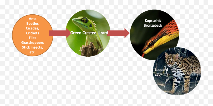 Bronchocela Cristatella - Green Crested Lizard Taxo4254 Emoji,Lizard Emoticon