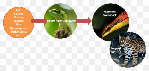 Bronchocela Cristatella - Green Crested Lizard Taxo4254 Emoji,Lizard Emoticon