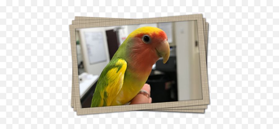 Little Critters Veterinary Hospital - Picture Frame Emoji,Cockatiel Emotions
