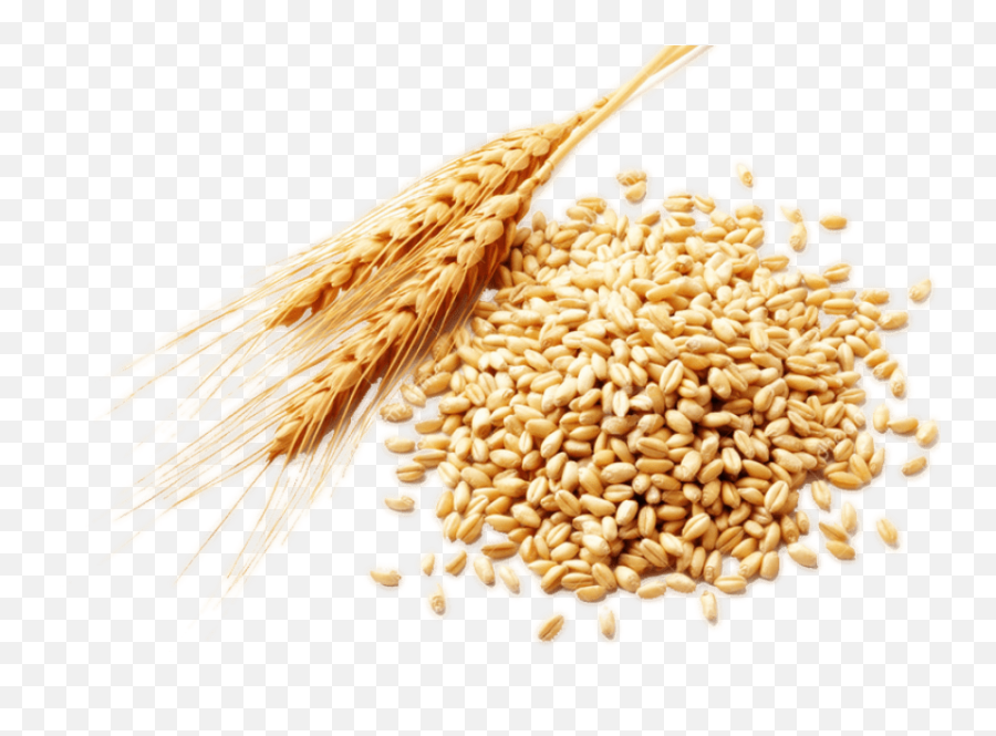 Plant Crops Produce Wheat Grain Sticker - Wheat Png Emoji,Grain Emoji
