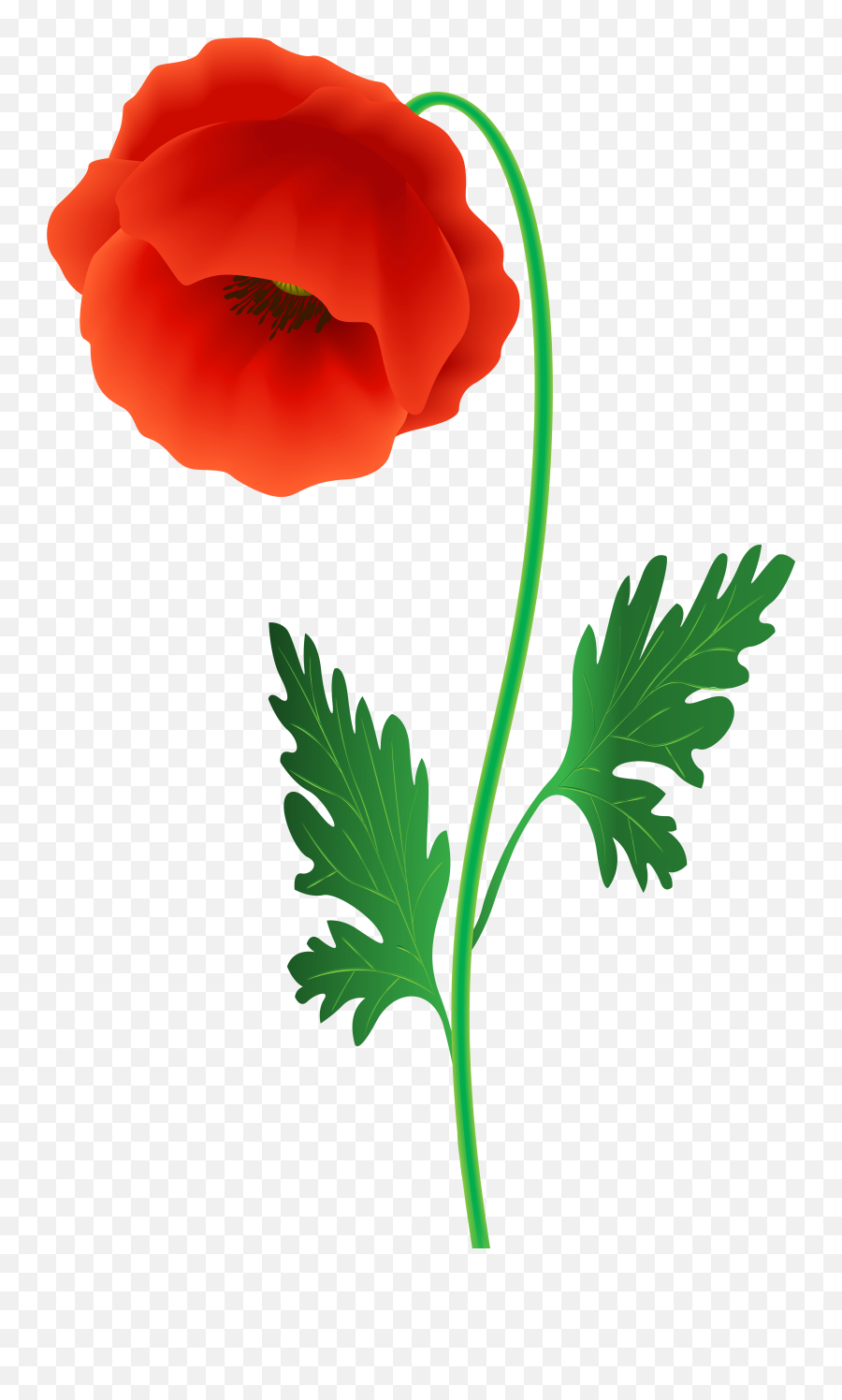 Free Red Poppy Cliparts Download Free Clip Art Free Clip - Red Poppy Flower Png Emoji,Remembrance Poppy Emoji