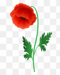 Free Red Poppy Cliparts Download Free Clip Art Free Clip - Red Poppy Flower Png Emoji,Remembrance Poppy Emoji