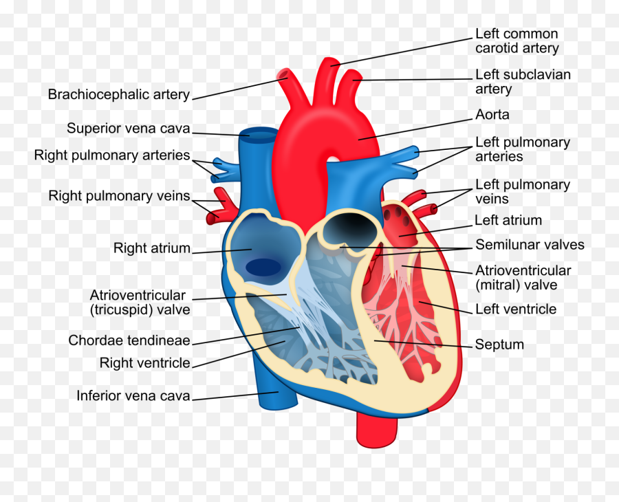 Citrus Memorial Hospital Expands Heart Services Health - Heart Labels Emoji,Heroes Of The Storm Text Emoticons