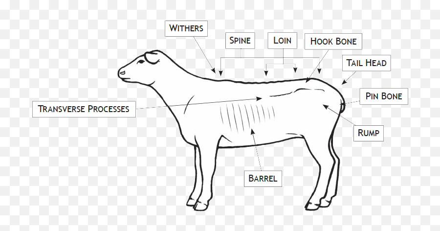 Code Of Practice For The Care And Handling Of Sheep - Language Emoji,Parrott's Emotion Classification