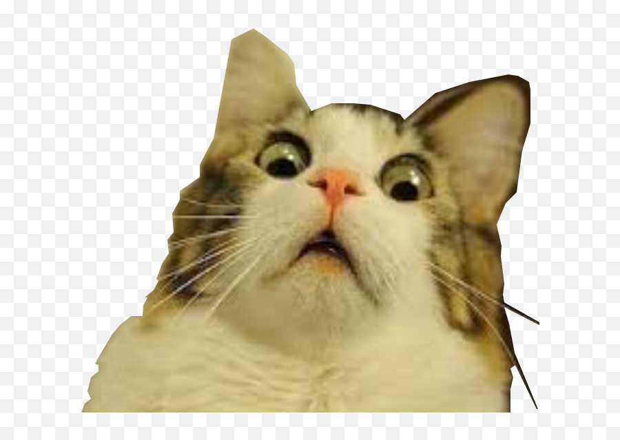 Free Transparent Cat Png Download - Funny Cat Face Transparent Background Emoji,What Emotion Is On This Cats Fae Meme