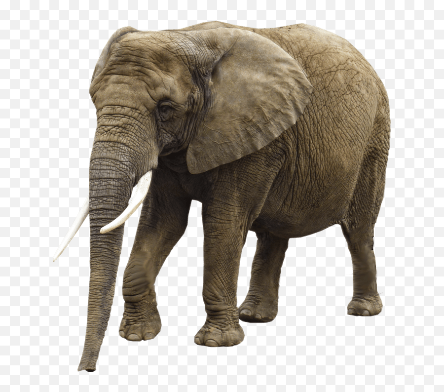 Wild Animals - Cancanu0027t Big English Ii Baamboozle Transparent Background Elephant Transparent Emoji,Elephants Emoji