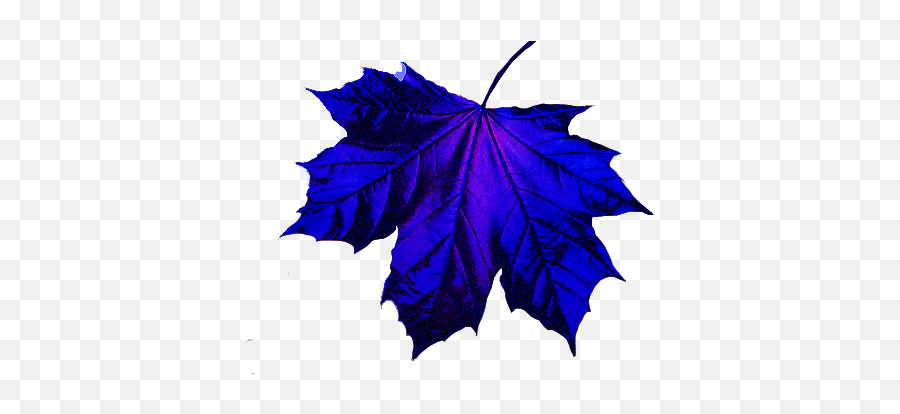 Blue Maple Leaf Png Blue Blue Star Blue And Black Galaxy - Leaf Images Hd Png Emoji,Free Red Maple Leaf Emoji