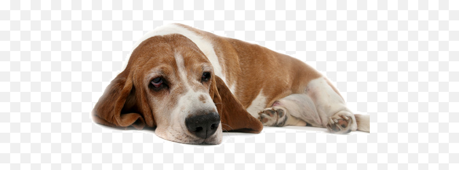 Idogcam - Basset Hound Emoji,Beagle Puppy Emotions