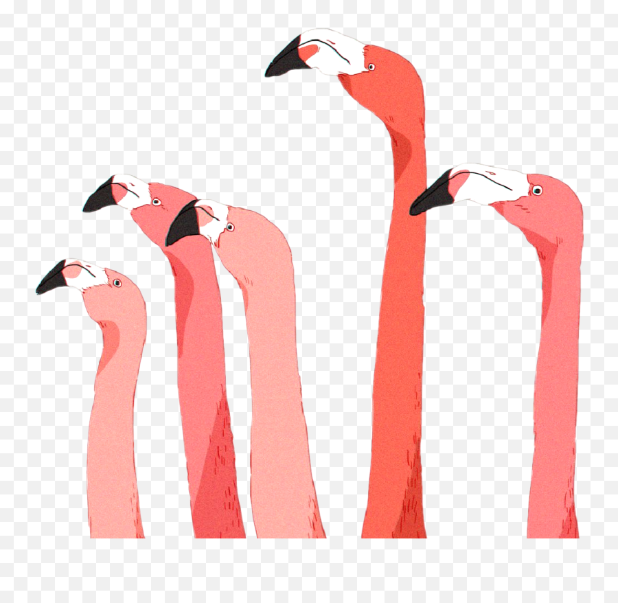 The Coolest Flamingo Animals U0026 Pets Images And Photos On - Long Emoji,Pink Flamingo Emoji