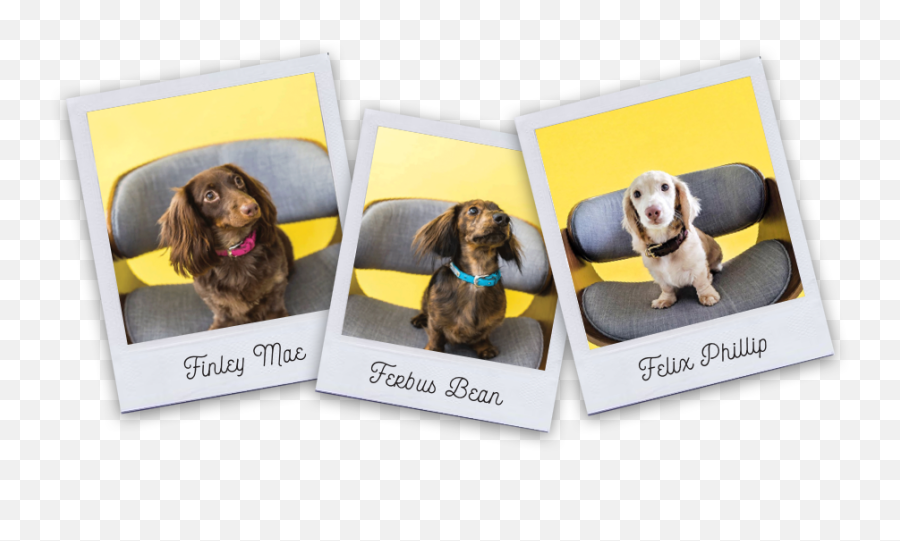 Meet The Dox Design Team Equal Parts Obsessed With Design - Dog Supply Emoji,Emojis For Take Your Dog To Work Day Meet The Dox Design Team Equal Parts Obsessed With Design - Dog Supply Emoji,Emojis For Take Your Dog To Work Day