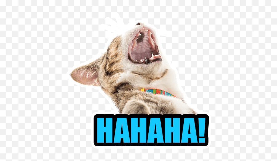 Cat Emoji By Helen Meyers - Sticker Maker For Whatsapp Cat,Screaming Teeth Emoji