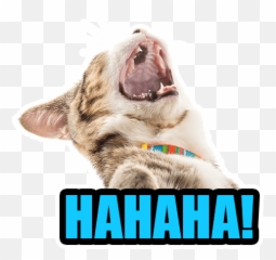 Cat Emoji By Helen Meyers - Sticker Maker For Whatsapp Cat,Screaming Teeth Emoji