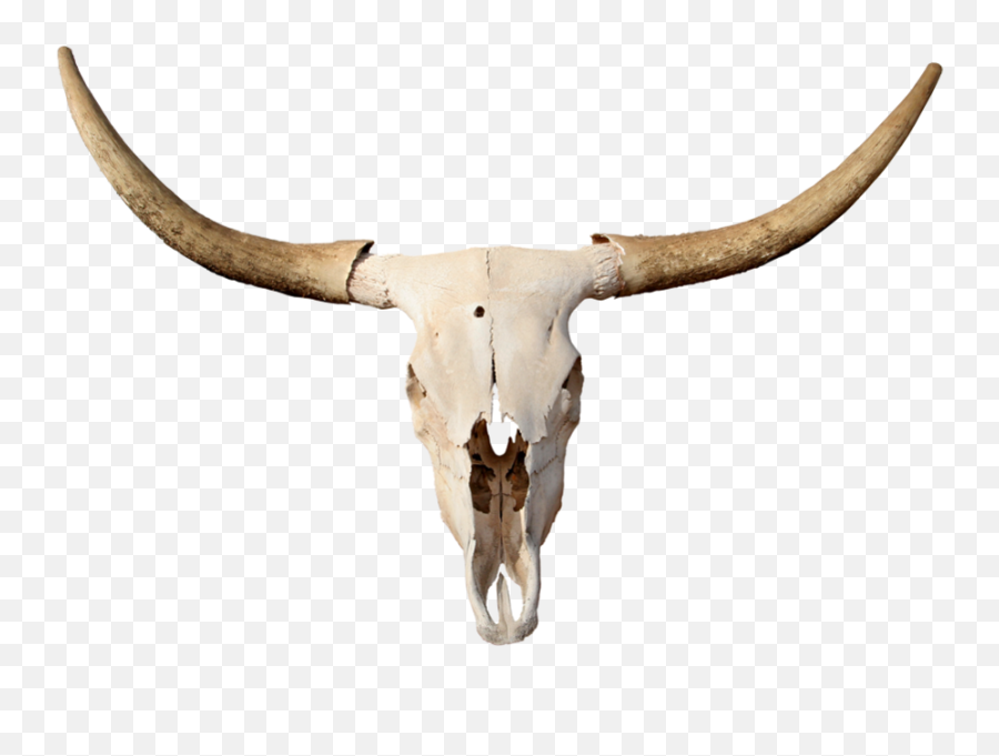 Longhorn Skull - Transparent Bull Skull Png Emoji,Longhorn Emoji