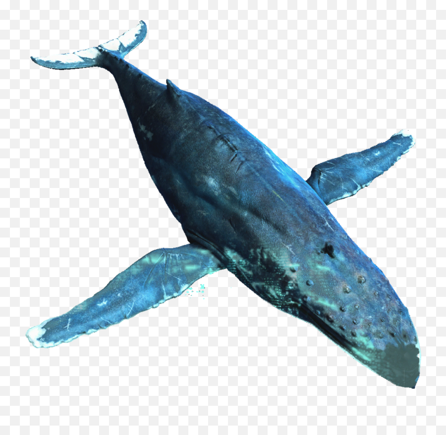 Whale Images Png - Humpback Whale Creed Whale Emoji,Killer Whale Emoji