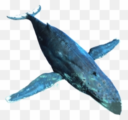 Whale Images Png - Humpback Whale Creed Whale Emoji,Killer Whale Emoji