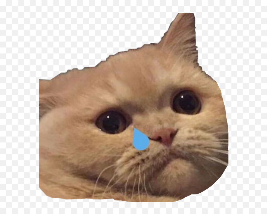 Crying Cat Meme Collage Itu0027s Meme Cats - Memes Sticker Cat Emoji,Cat Emoji Meme