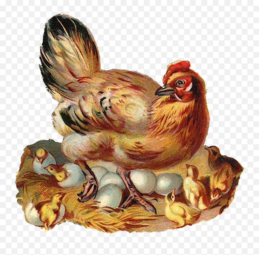 Chick Clipart Vintage Chick Vintage Transparent Free For - Clipart Vintage Easter Illustrations Emoji,Guess The Emoji Chicken
