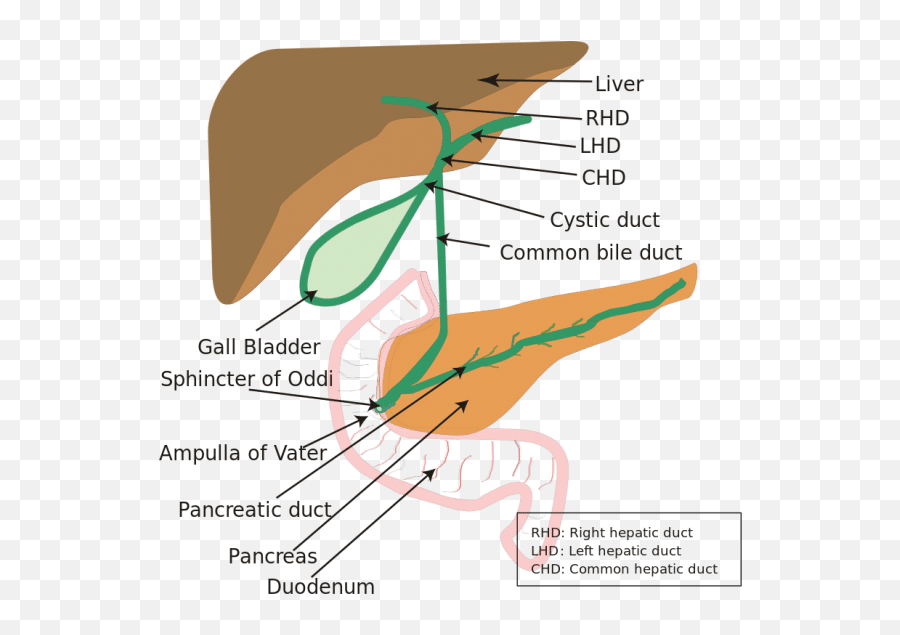 Alcohol And Cancer Risk Along With Cancer Symptoms - Ampulla Of Vater Emoji,Emotions Of The Splenic Flexure