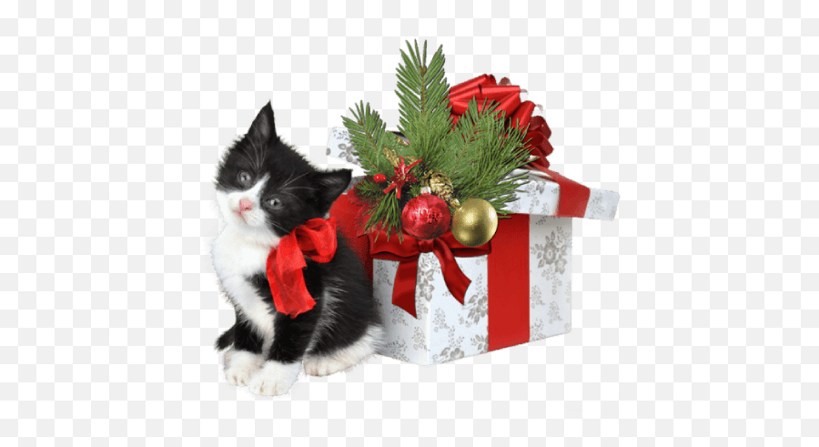 Great Gifts - Free Christmas Cat Emoji,Granite Stone Emotions Cats