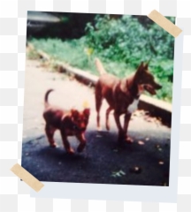 Lobou0027s Story U2014 Packfit - Photographic Paper Emoji,Dog Emotions Far Side