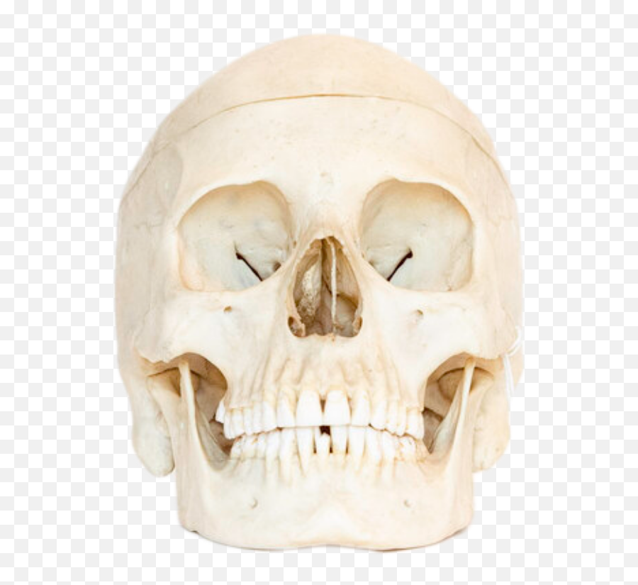 Shop By Category Jonsbones Responsibly Sourced Human - Scary Emoji,Skull & Acrossbones Emoticon