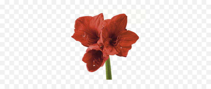 Amaryllis Meaning Symbolism - Flowers Meaning Shy Emoji,Names Of All The Flower Emojis