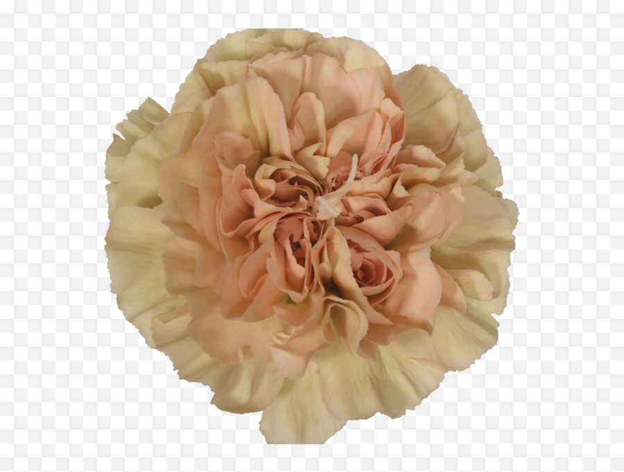 Picture - Carnation Peach Lege Marrone Transparent Png Artificial Flower Emoji,Sexy Peach Emoji Joined The