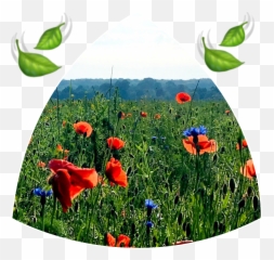 Beautifulbirthmarks Sky Sticker - Common Poppy Emoji,Poppy Emoji