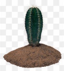 Most Viewed - Free Png Images Starpng Emoji,What Is Saguaro Cactus Emoji