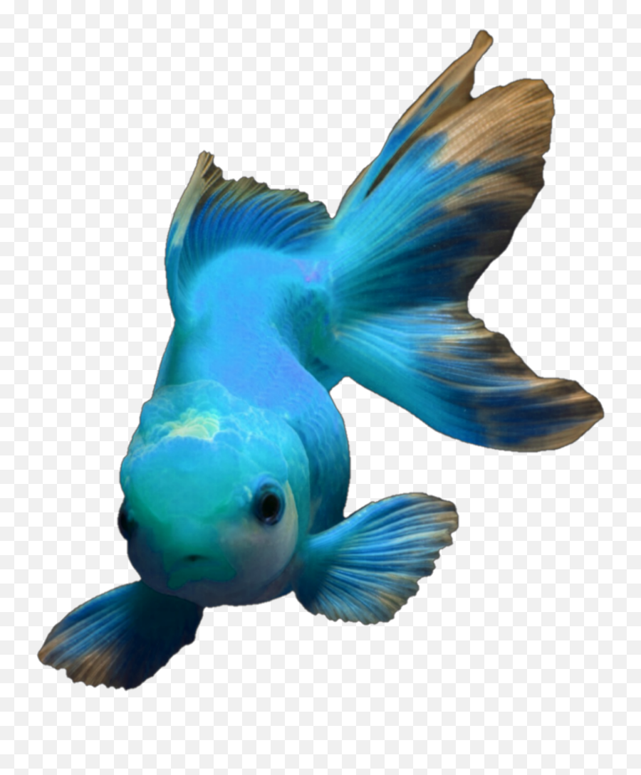 Ftestickers Blue Fish Sticker - Aquarium Fish Emoji,Blue Fish Emoji