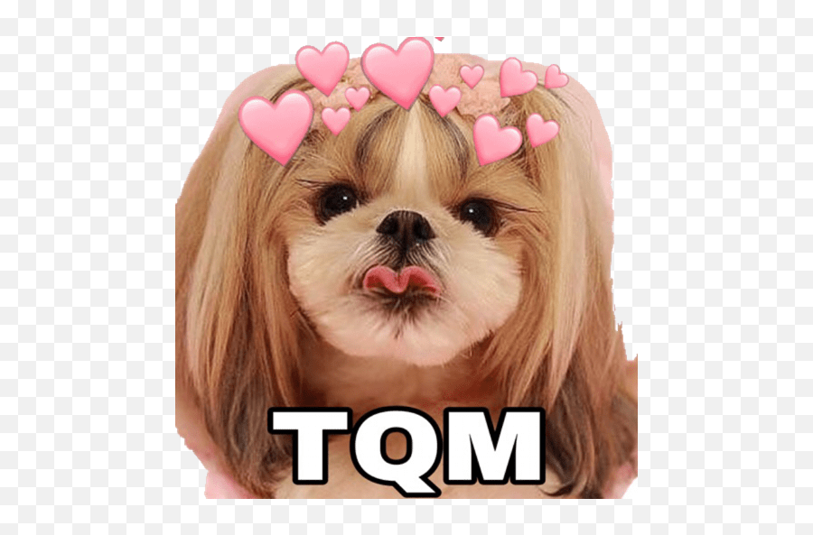 Baby Yoda - Shih Tzu Cute Hairstyles Emoji,Emoji Kodlar?