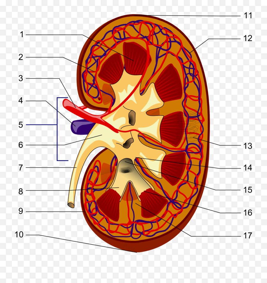 Nier Biologie - Wikipedia Bowmans Capsule Kidney Emoji,Nier Emoji