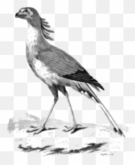 Land Birds Emoji,Cornish Cross Chicken Emotions