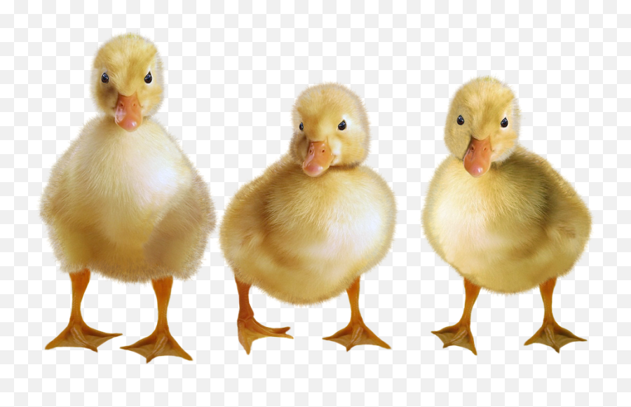 Png Images Pngs Transparent Images Animal Animals Farm - Ducklings Png Emoji,Emotions In Zoo Animals