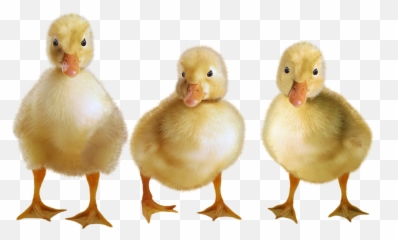Png Images Pngs Transparent Images Animal Animals Farm - Ducklings Png Emoji,Emotions In Zoo Animals
