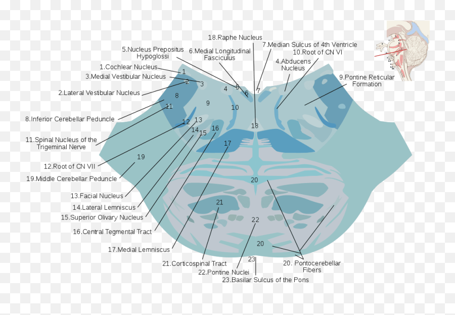 Reticular Formation - Wikiwand Pontine Nuclei Emoji,Neural Centers In The Limbic System Linked To Emotion