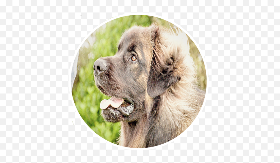 Home Page - Northern Breed Group Emoji,Caucasian Mountain Shepherd Puppy Emoticon