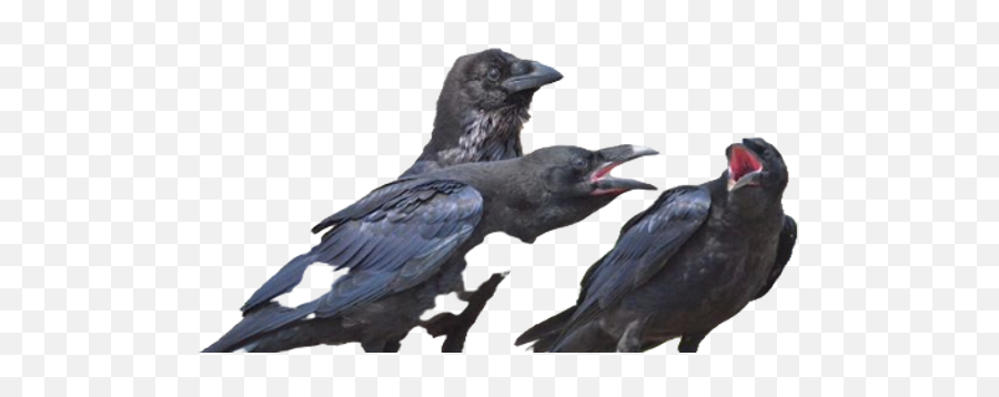 Awareness - American Crow Emoji,Ravens Alternate Emotions