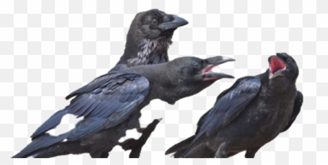 Awareness - American Crow Emoji,Ravens Alternate Emotions