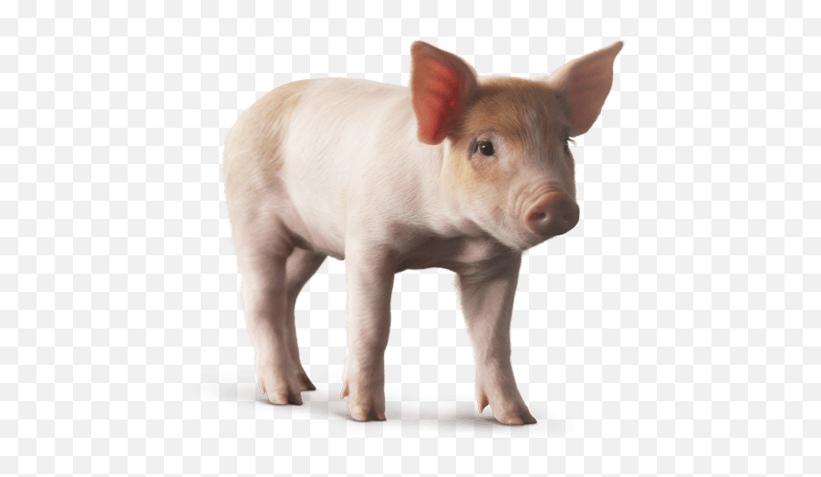 Pig Png Images Cartoon Pig Baby Pig Clipart - Free Baby Pig Png Emoji,Flying Pig Emoji