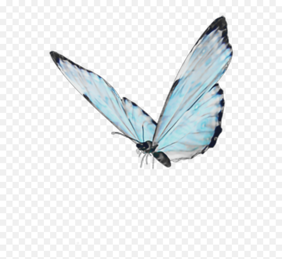 Blue Cute Aesthetic Butterfly Backgrounds - Bmpthevirtual Emoji,Butterfly Emoticon Android