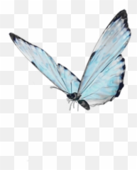 Blue Cute Aesthetic Butterfly Backgrounds - Bmpthevirtual Emoji,Butterfly Emoticon Android