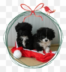 Christmas 2019 - Dog Bed Emoji,Dogs Human Emotions