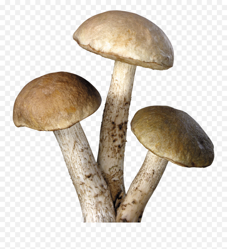 Mushroom Png - 10 Free Hq Online Puzzle Games On Transparent Background Mushroom Png Emoji,Emoji Mushroom Cloud
