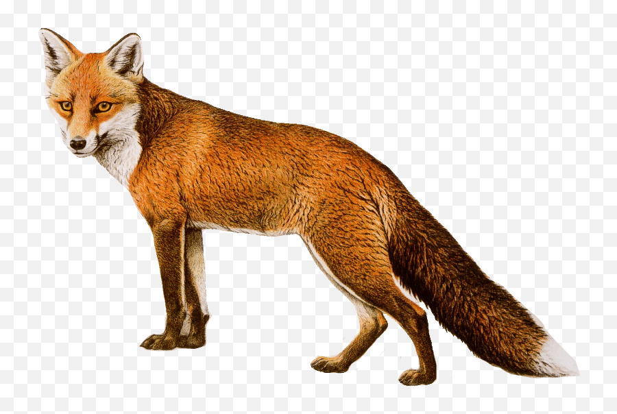 Red Fox Arctic Fox - Arctic Fox Png Download 902557 Transparent Background Fox Emoji,Fox Emoji Transparent
